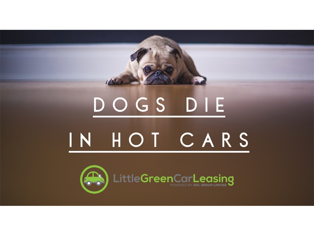 Dogs die in hot cars 